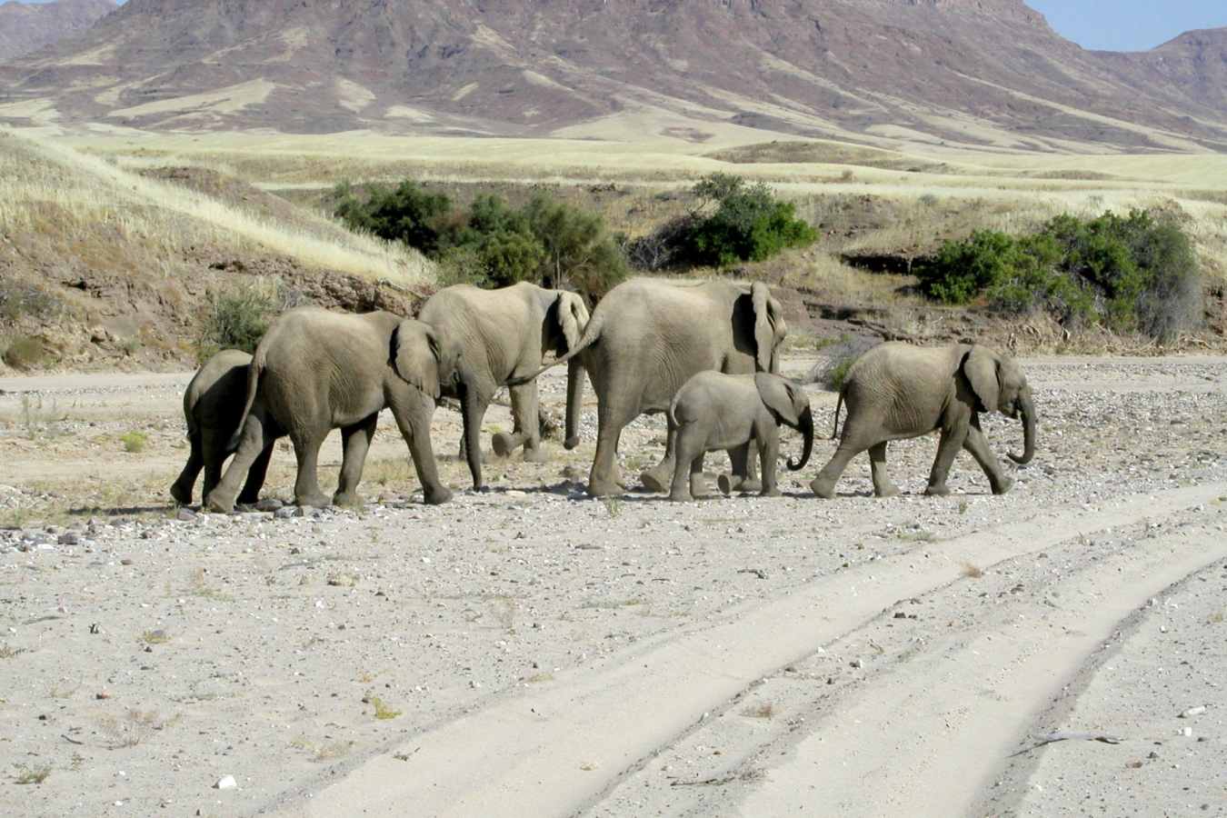 Desert Adapted Elephants - Leylandsdrift Camp