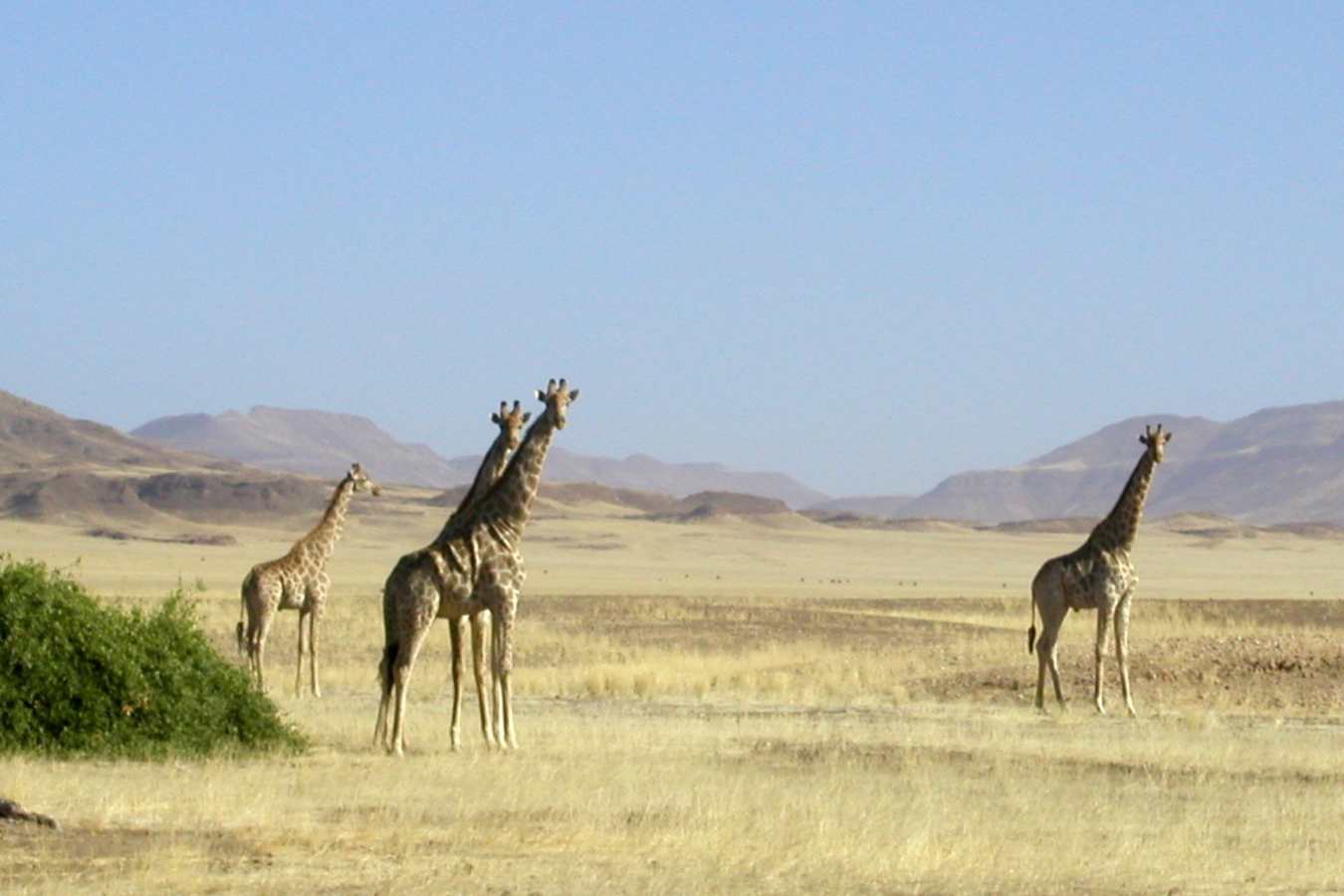 Giraffe - Leylandsdrift Camp
