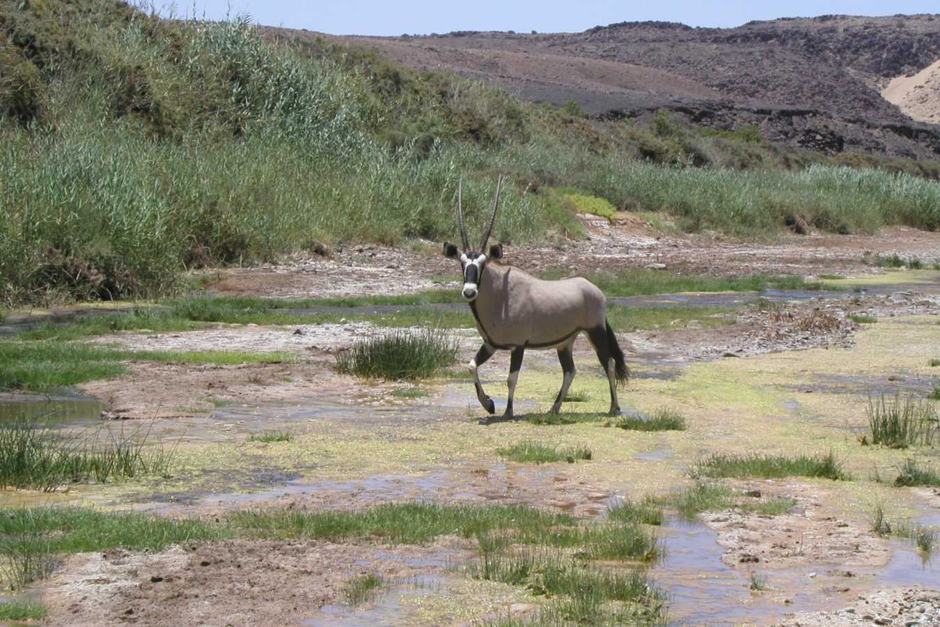 Gemsbok - Leylandsdrift Camp