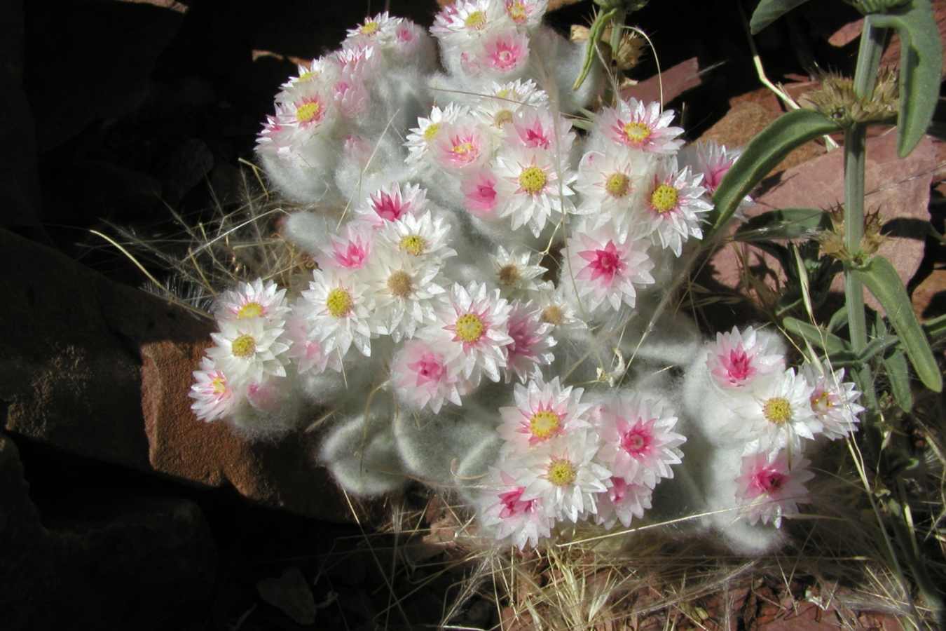 Flowers - Leylandsdrift Camp