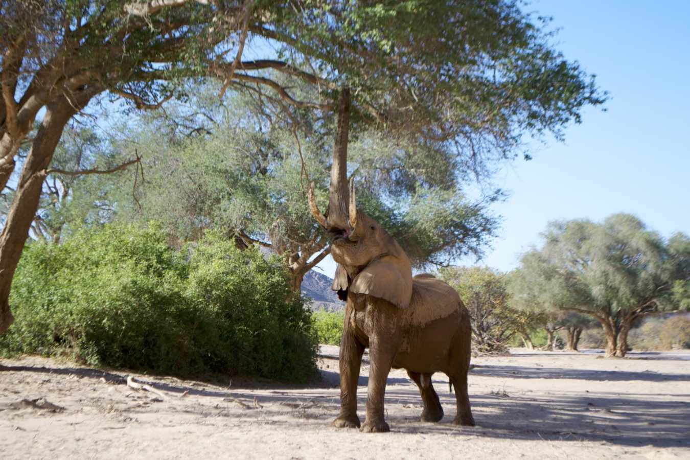 Elephant - Mobile Camping Safari