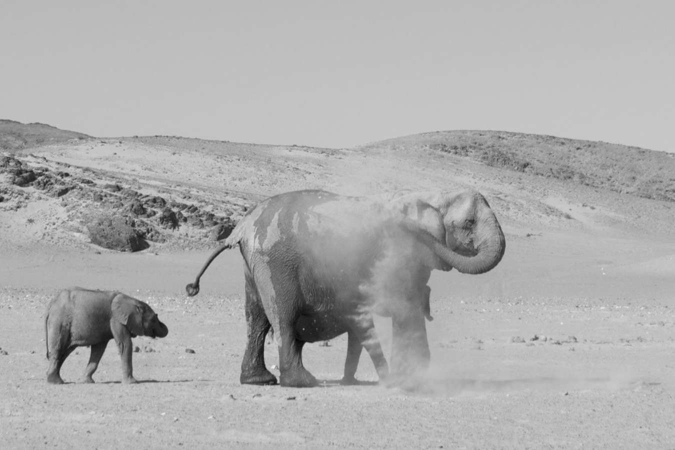 Elephant dust bath - Mobile Camping Safari