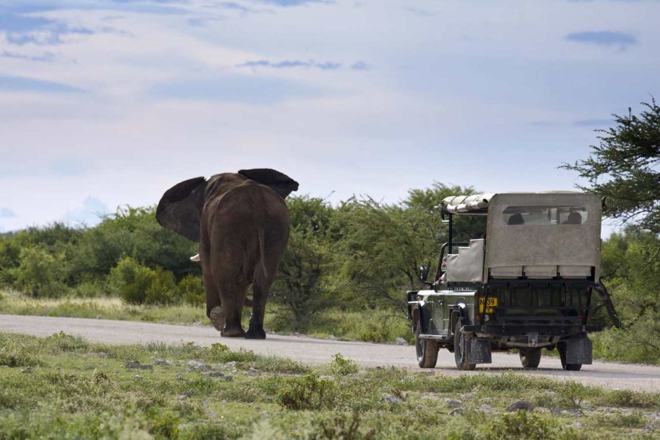 Elephant - Mushara Lodge