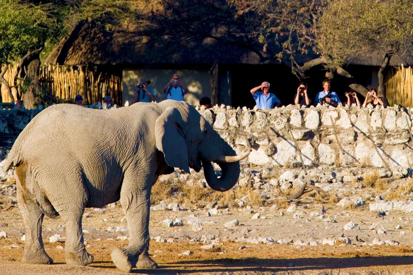 Elephant at waterhole - Okaukuejo Restcamp