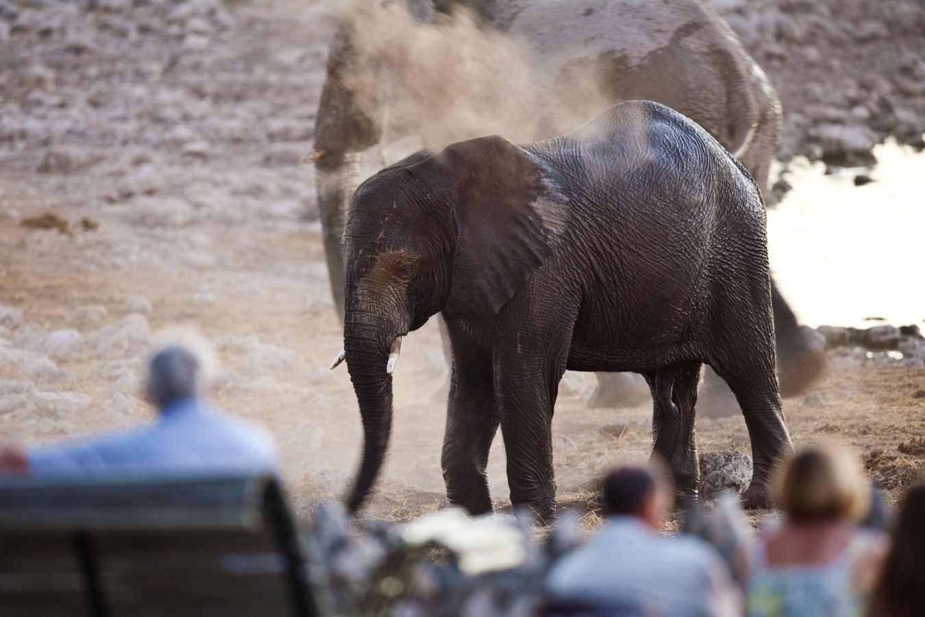 Elephant at waterhole - Okaukuejo Restcamp
