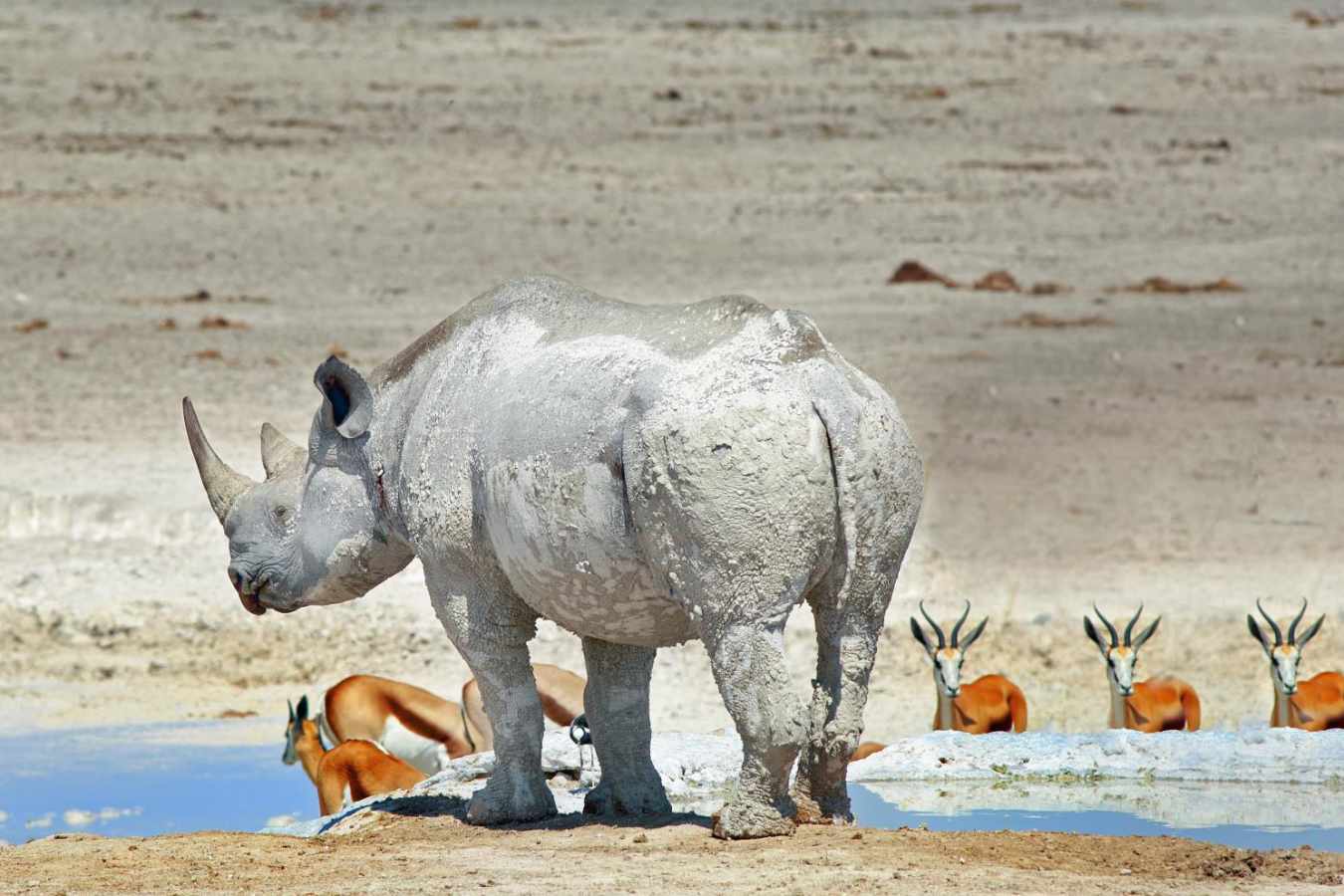 Rhino at waterhole - Okaukuejo Restcamp
