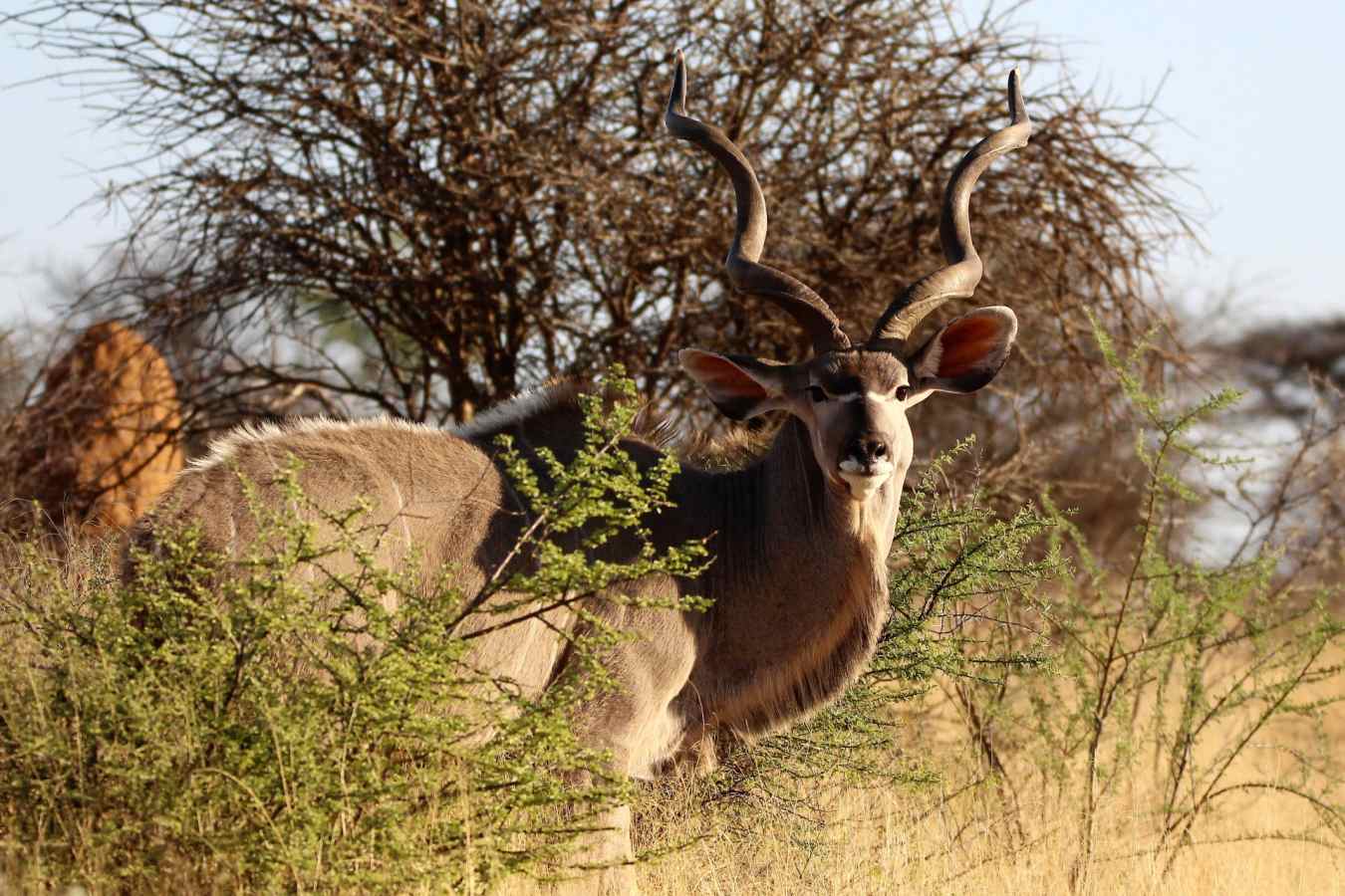 Kudu 