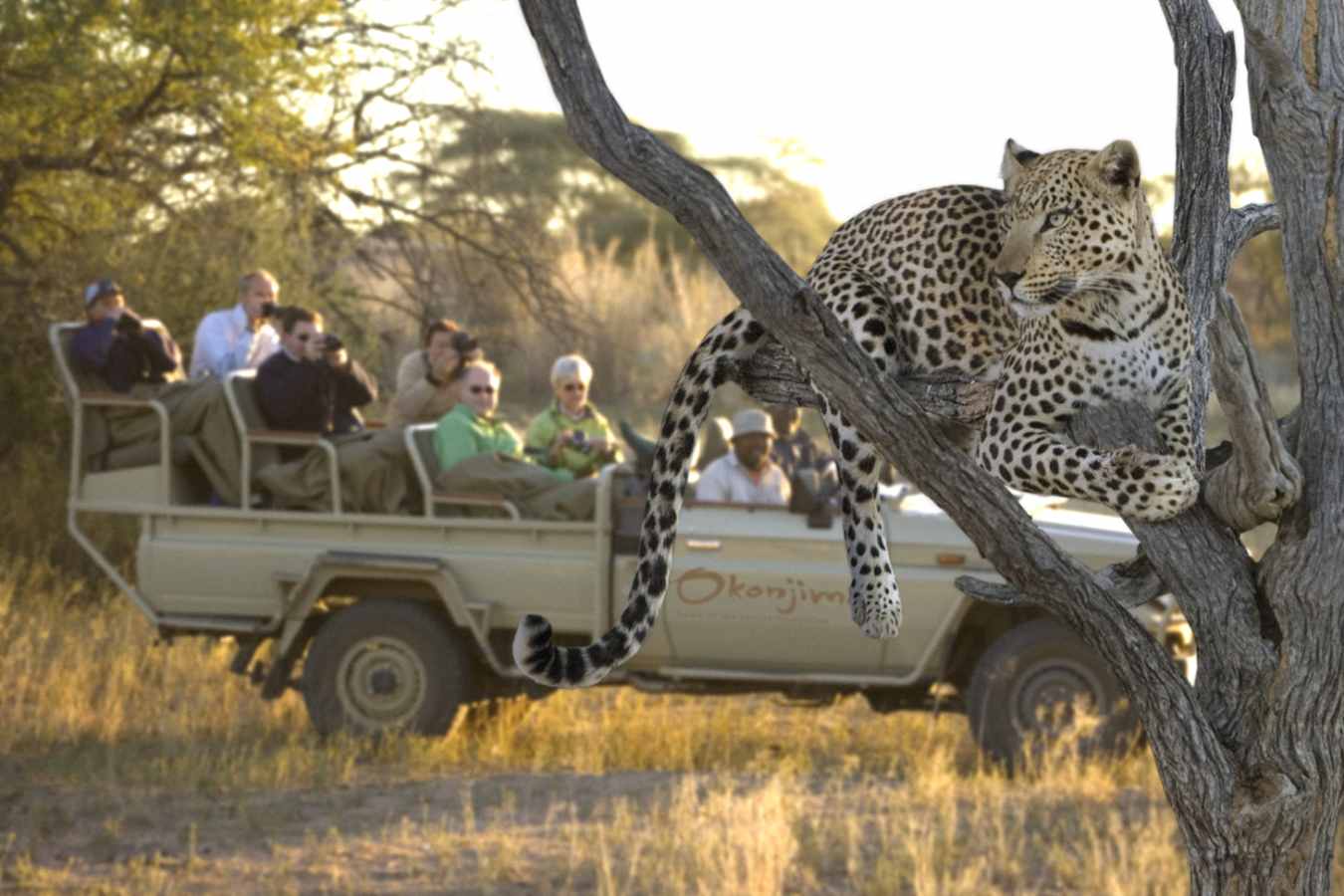 Tracking leopard in the Okonjima