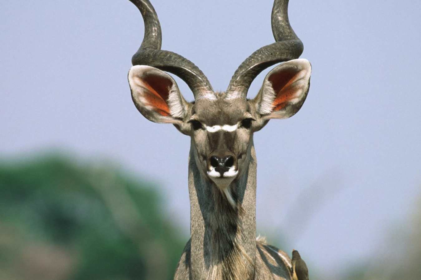 Kudu - Okonjima Plains Camp