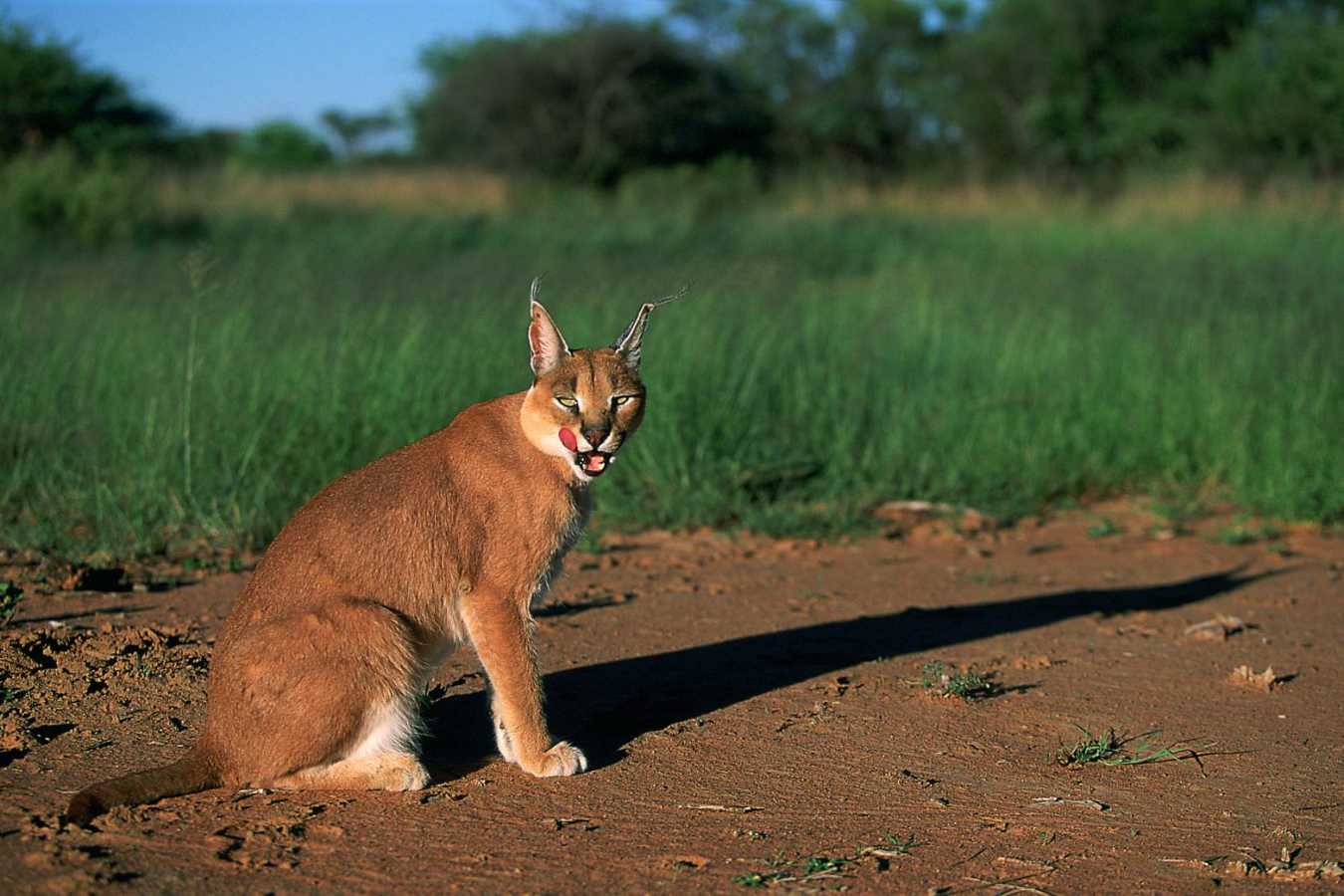 Rare Caracal - Okonjima Plains Camp