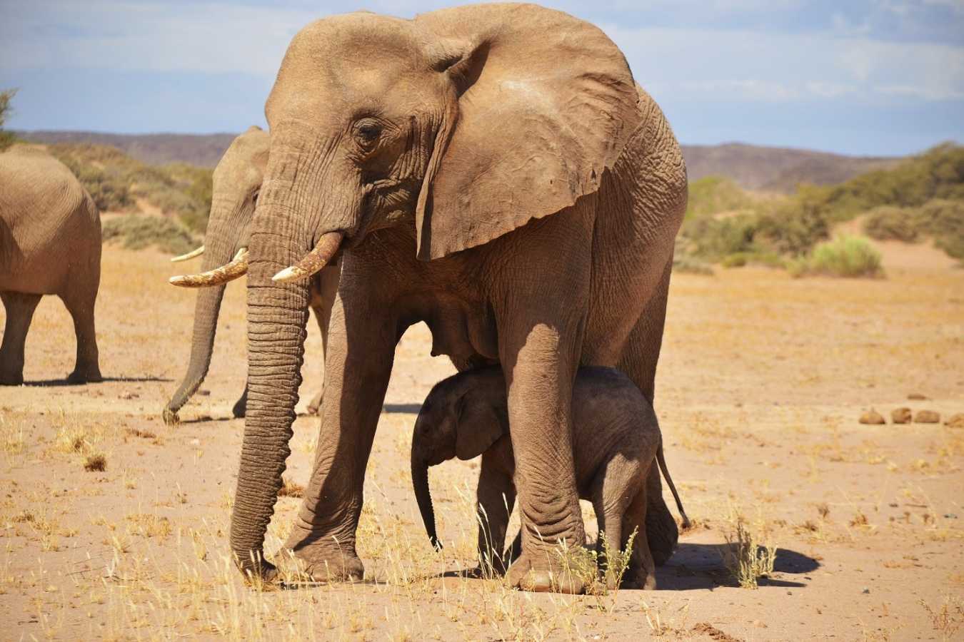 Ozondjou desert elephants - Ozondjou Trails