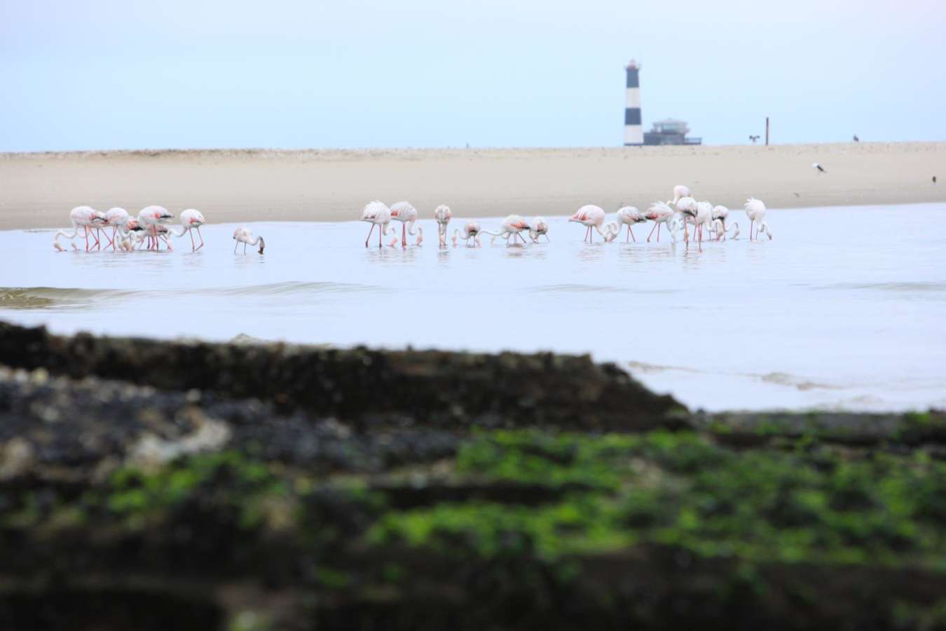 Flamingos in the Lagoon - Pelican Point Lodge