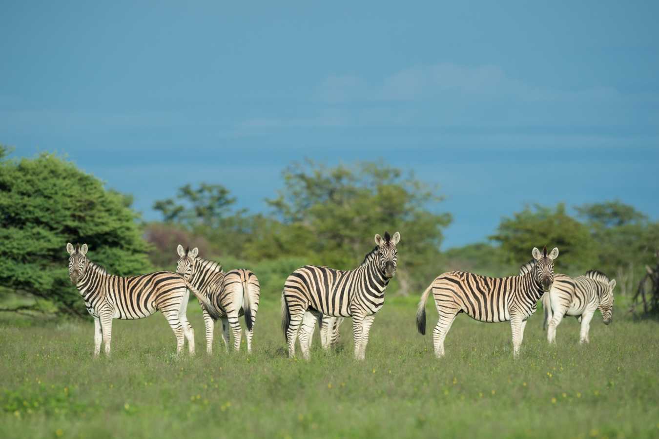 Zebra - Safarihoek Lodge