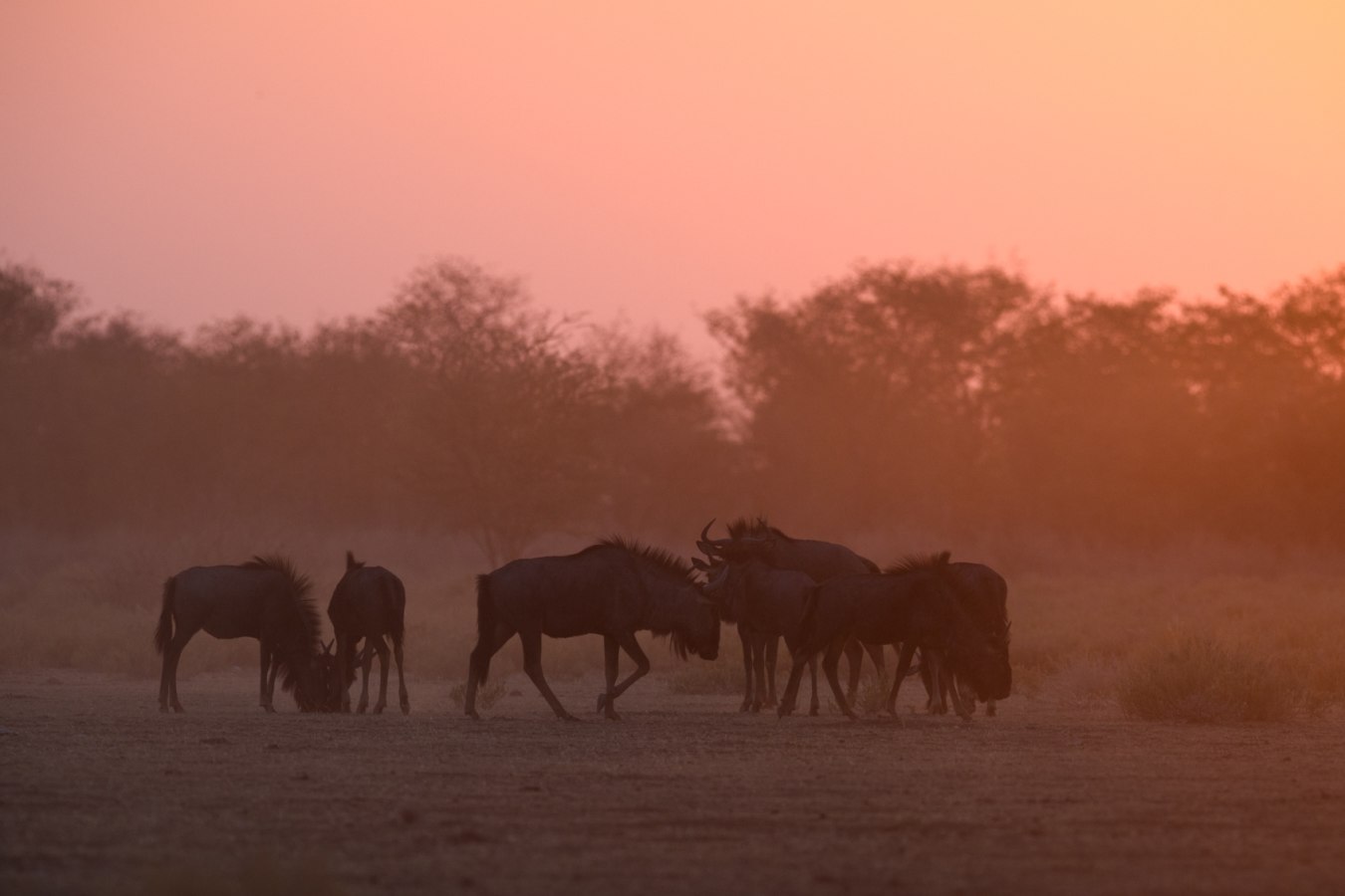Wildebeest at sunset - Safarihoek Lodge