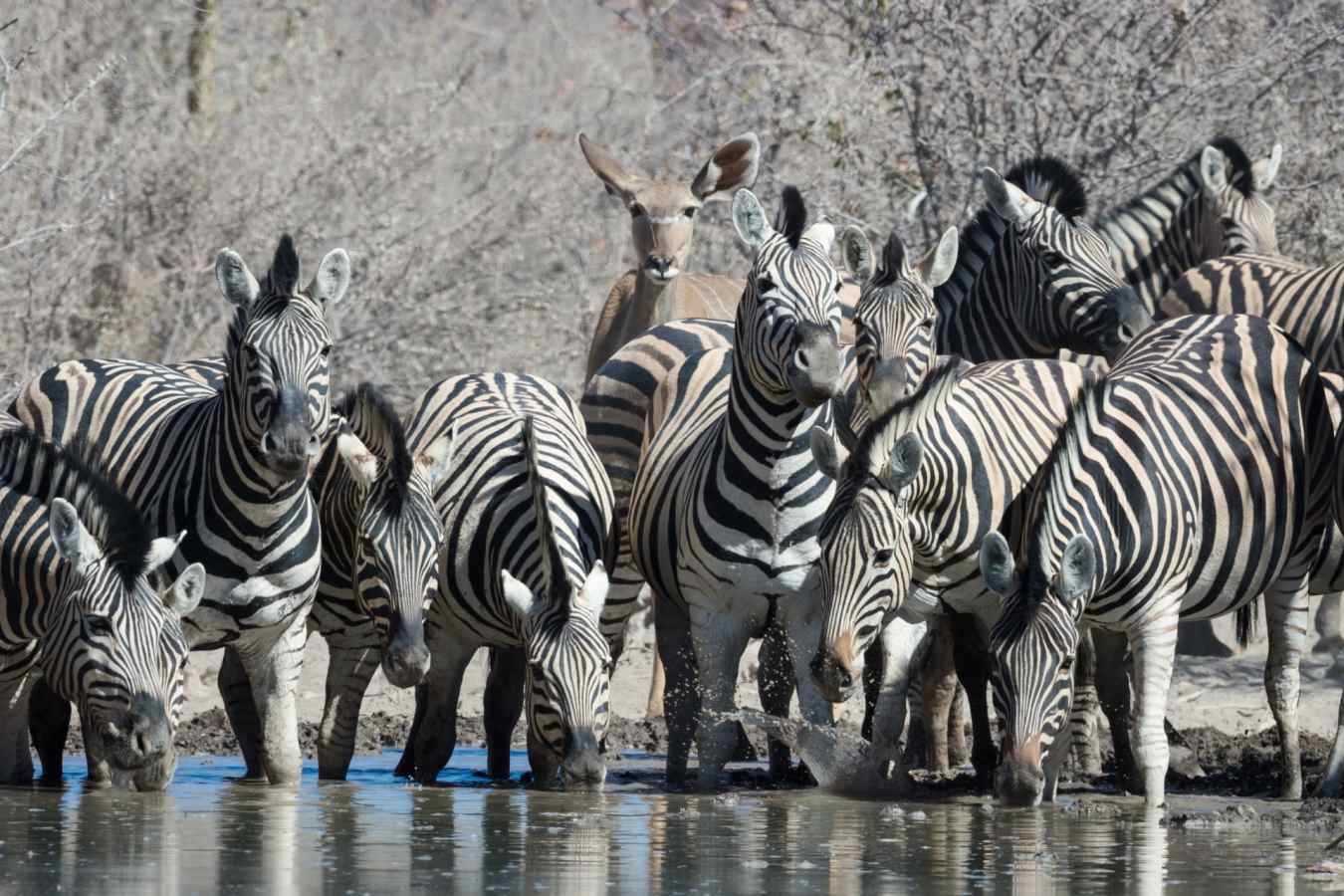 At the watering hole - Safarihoek Lodge
