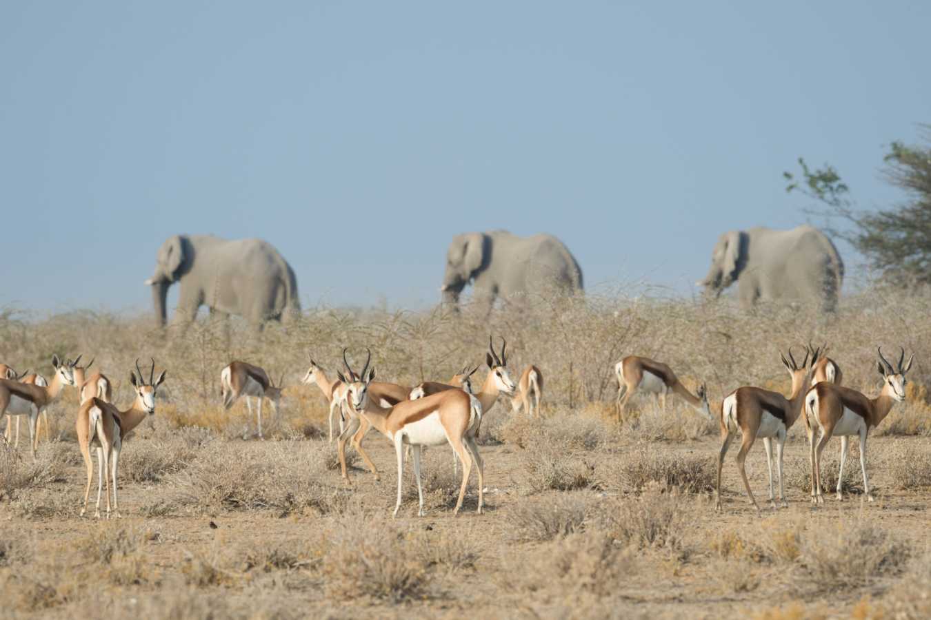 Elephants and springbok - Safarihoek Lodge