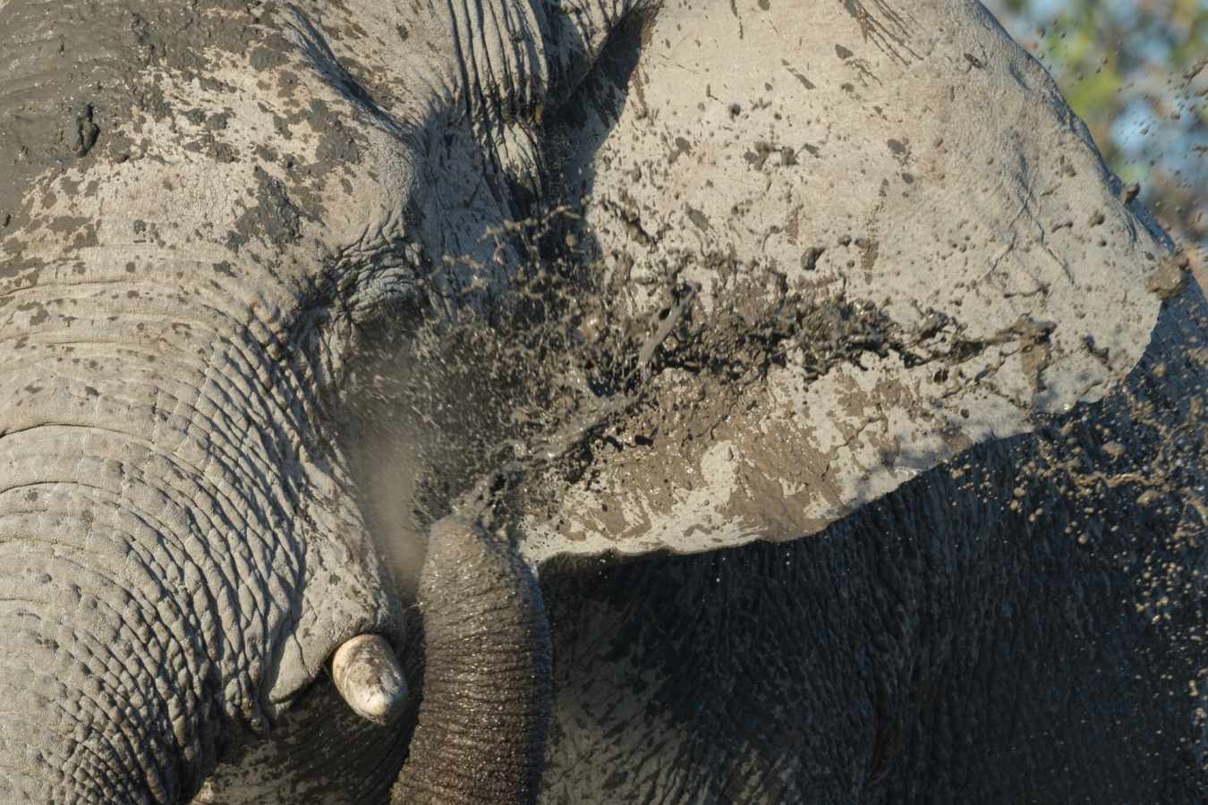 Elephant - Safarihoek Lodge