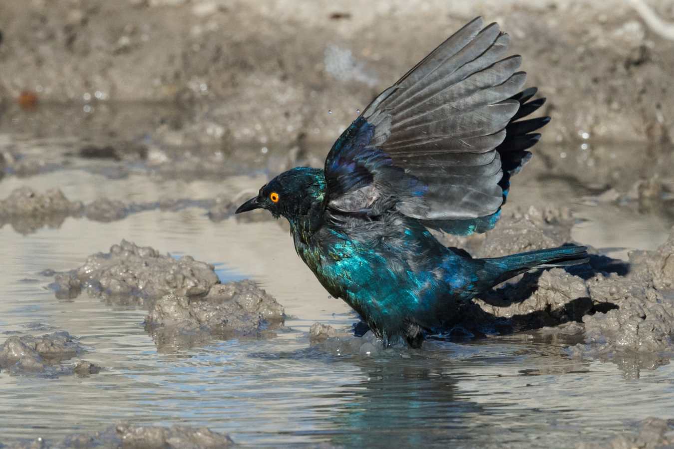 Bird at watering hole - Safarihoek Lodge