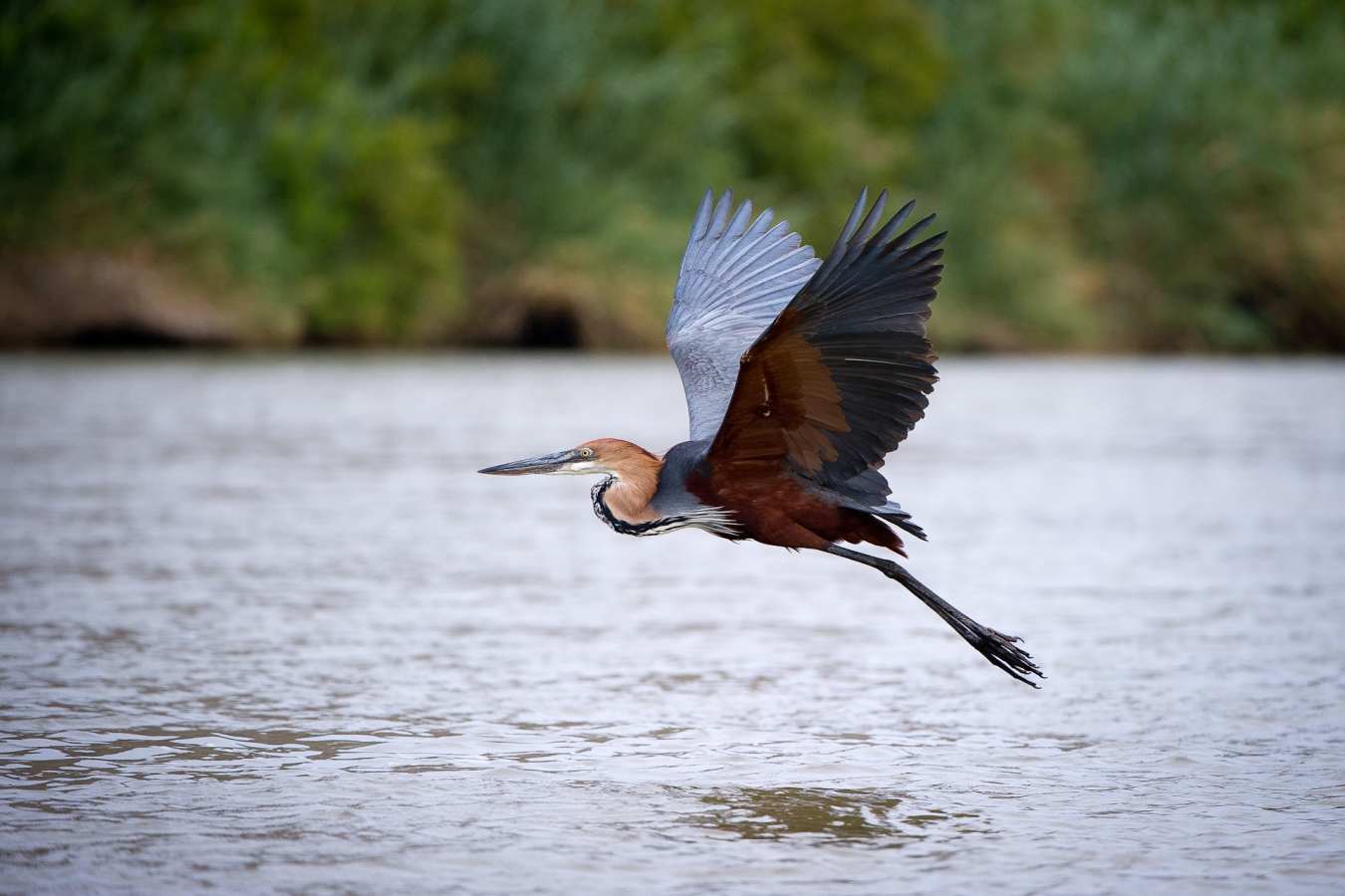 Bird over Kunene River - 