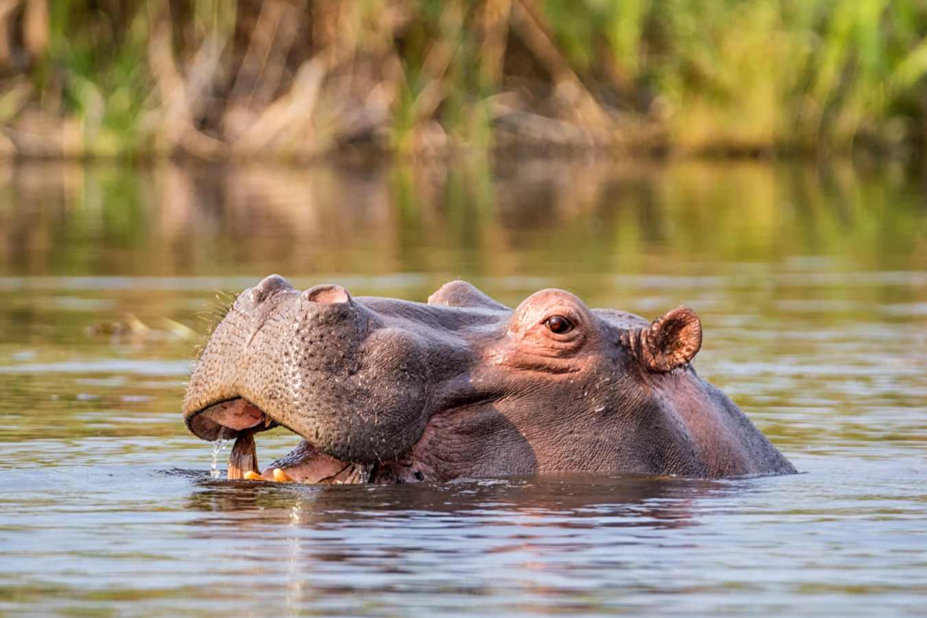 Hippo in the river - Shametu River Lodge & Campsite