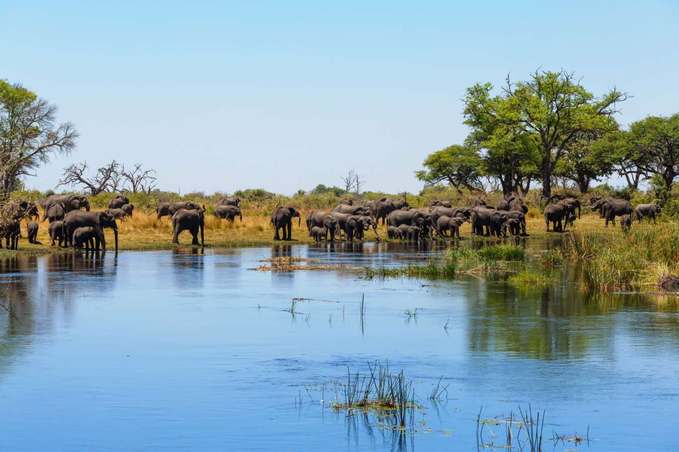 Elephants on the riverbank - Shametu River Lodge & Campsite