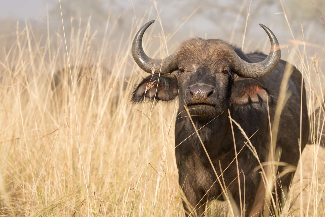 Buffalo in Bwabwata National Park - Shametu River Lodge & Campsite