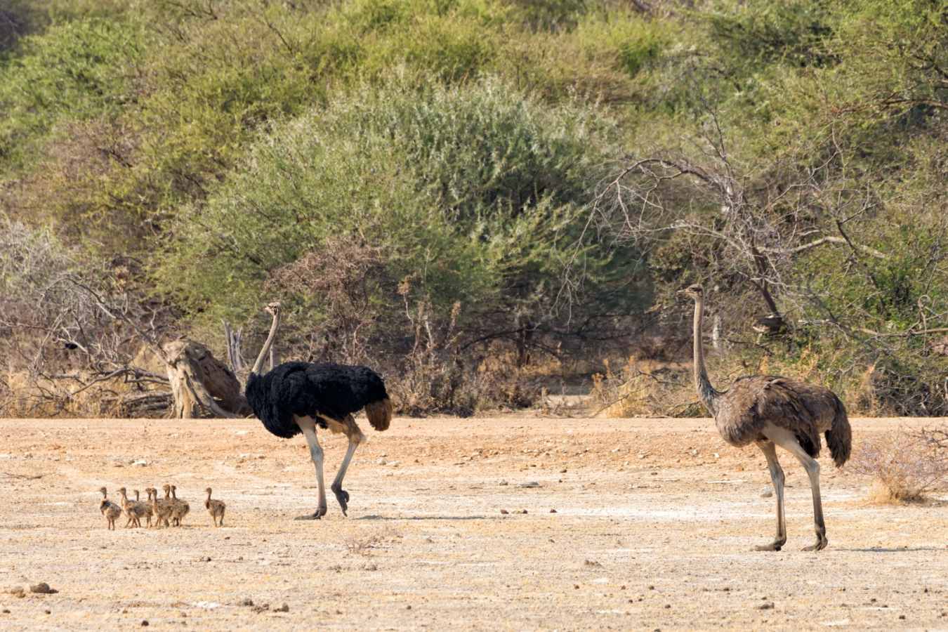 Ostrich and chicks in Mahango Game Reserve - Shametu River Lodge & Campsite