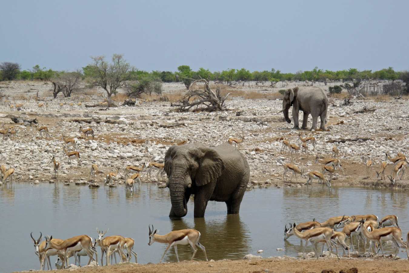 Elephant at waterhole in Etosha 