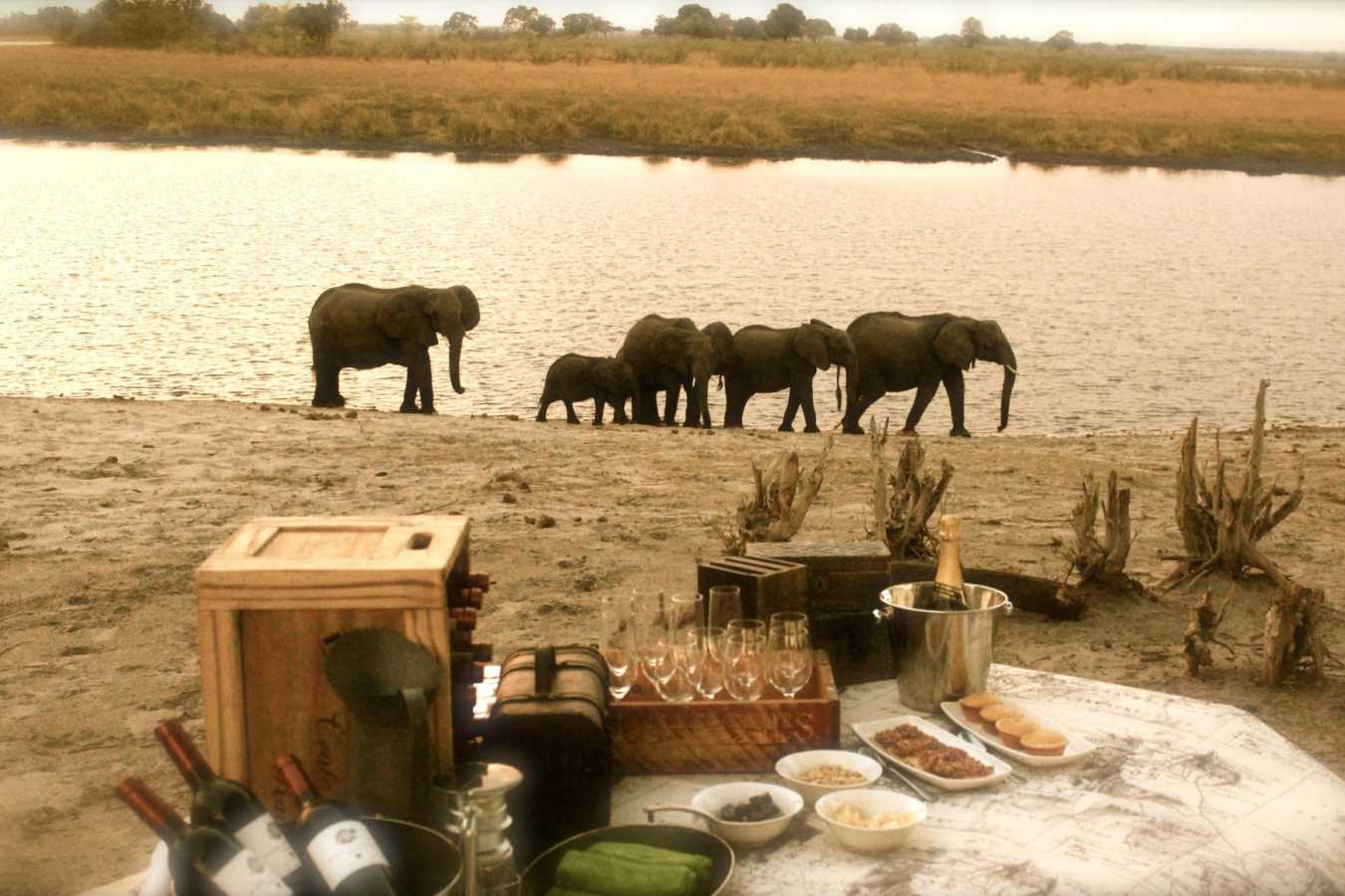 Elephant picnic