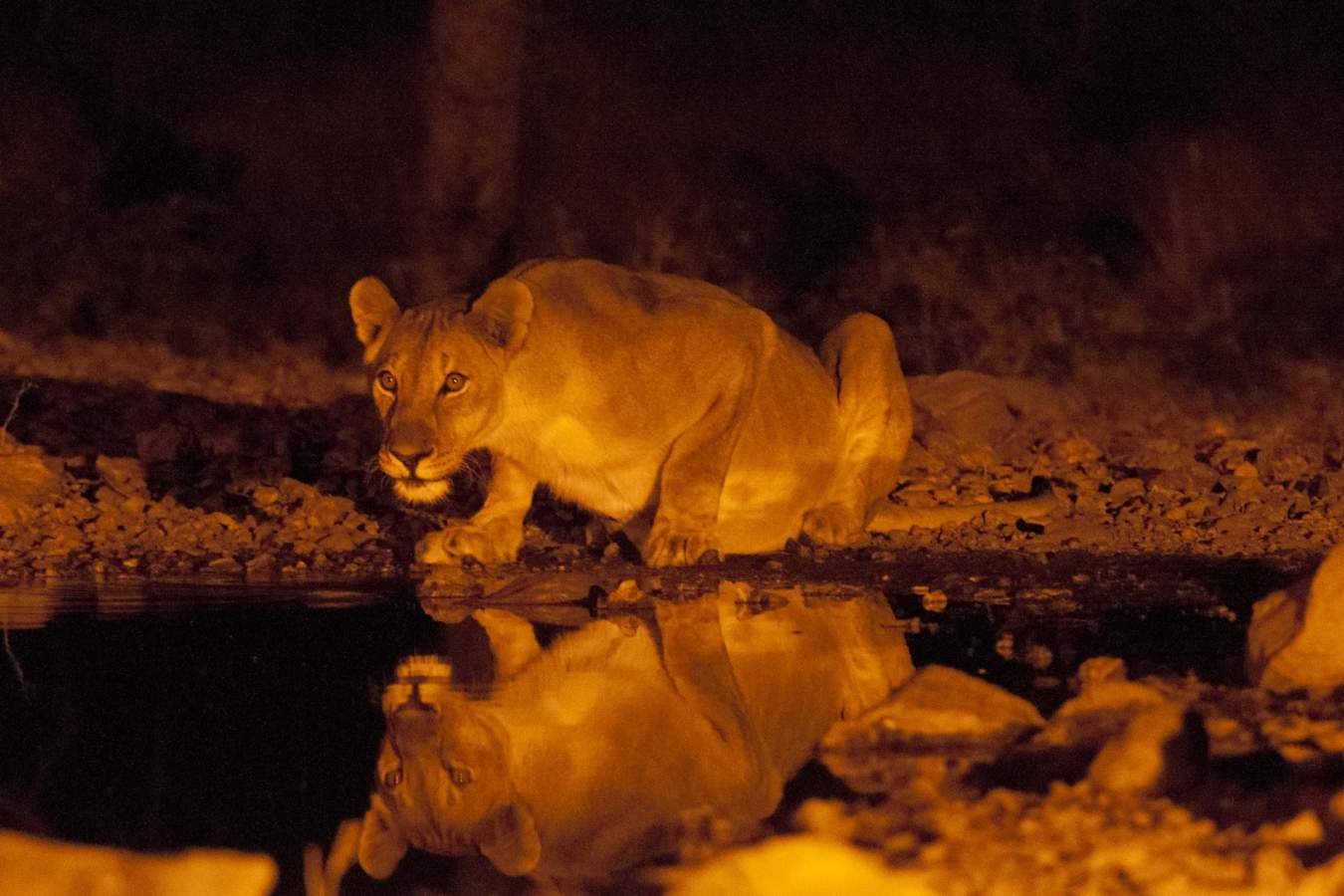 Lion at the waterhole - Wild Namibia & the Falls