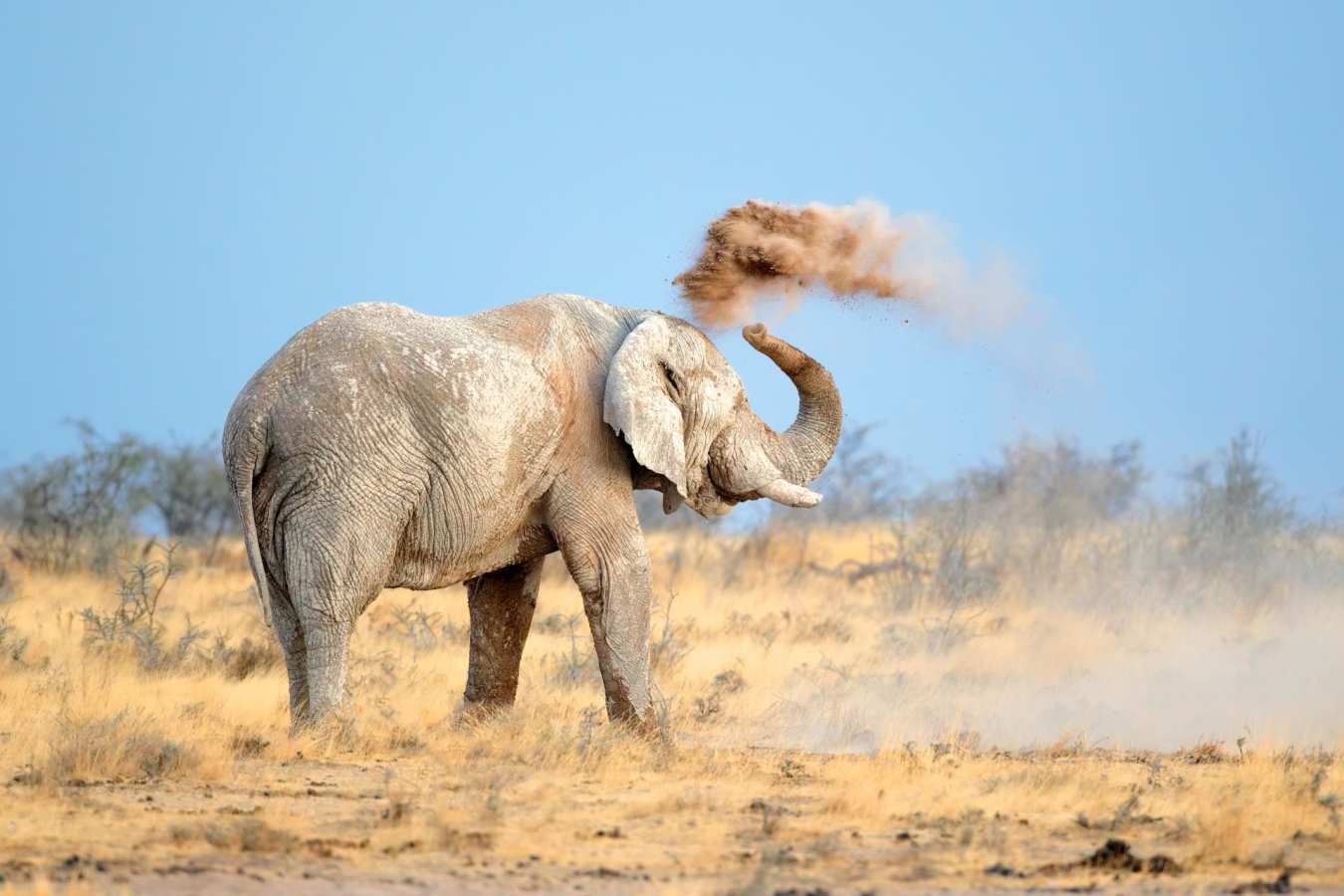 Etosha elephant - Wild Namibia & the Falls