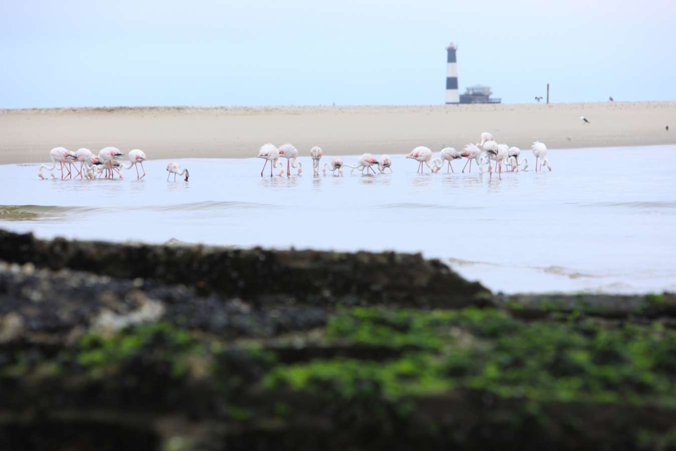 Flamingos at Pelican Point - Off The Beaten Track Namibia