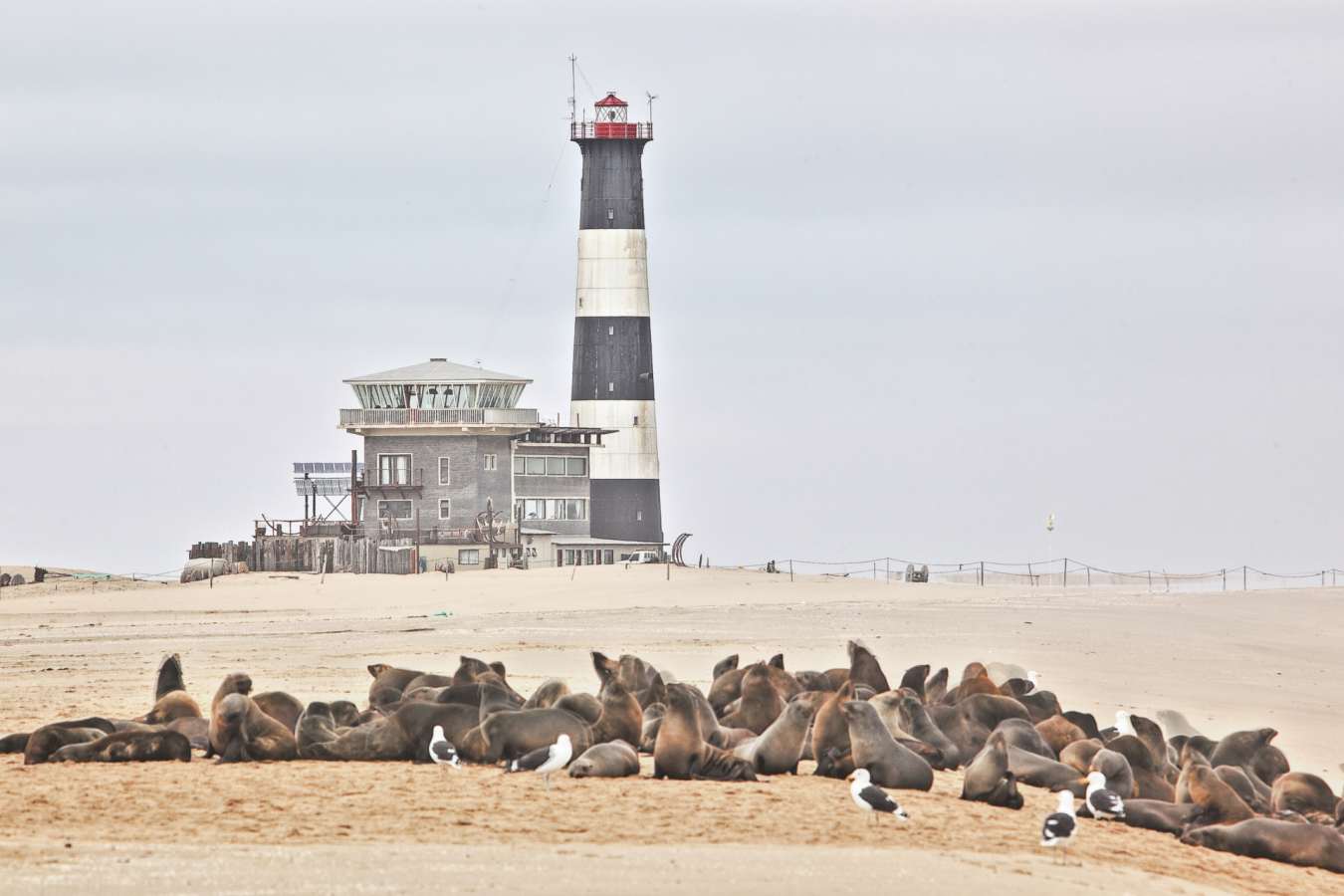 Seals at Pelican Point - Off The Beaten Track Namibia