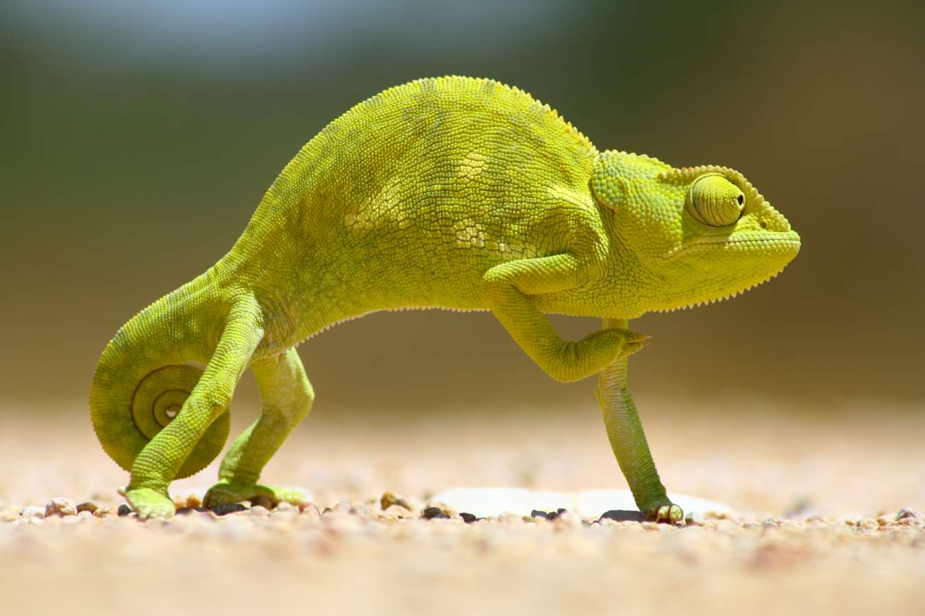 Chameleon, Skeleton Coast - Northern Namibia & The Skeleton Coast