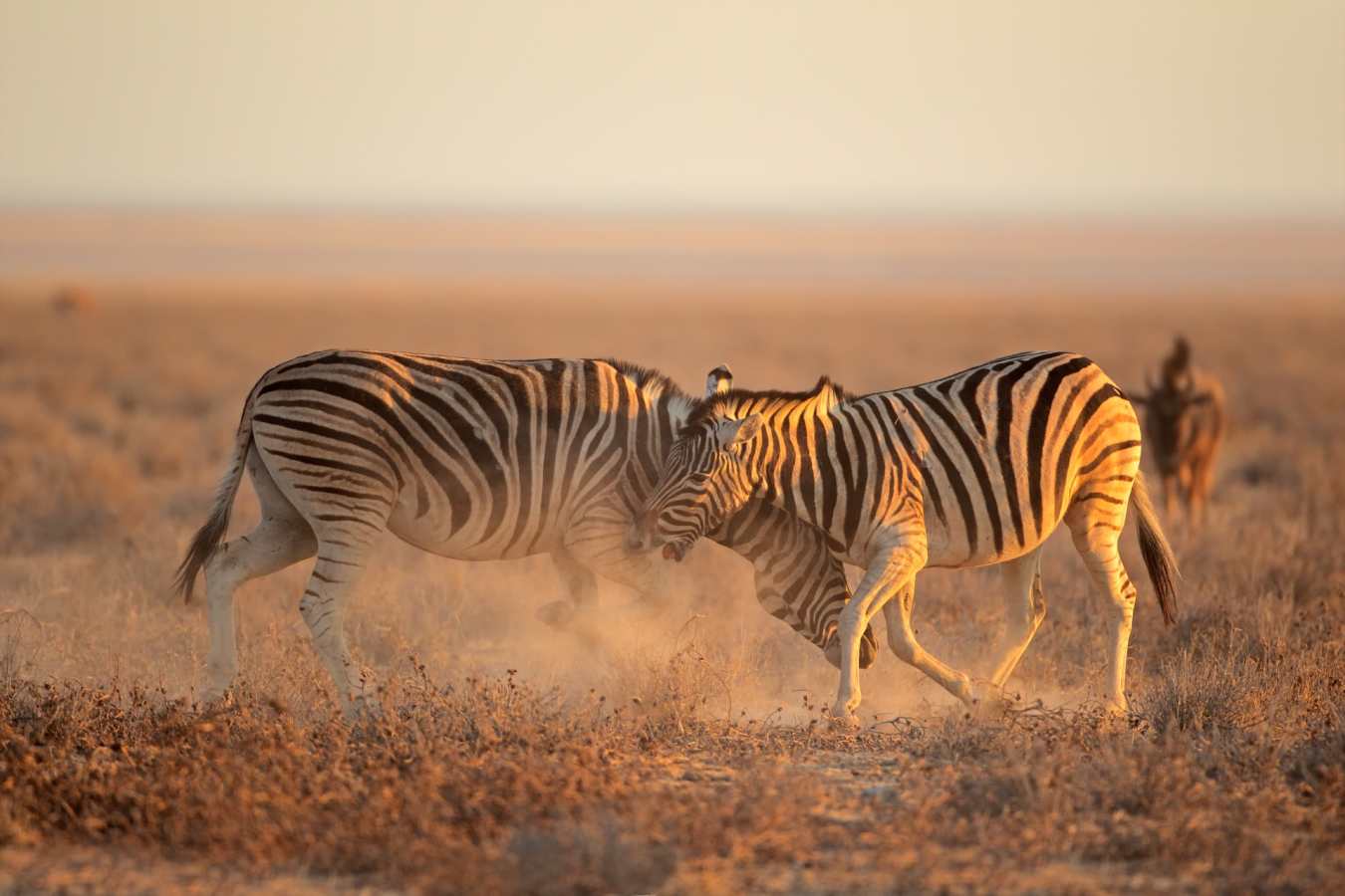 Zebra, Etosha National Park - Northern Namibia & The Skeleton Coast