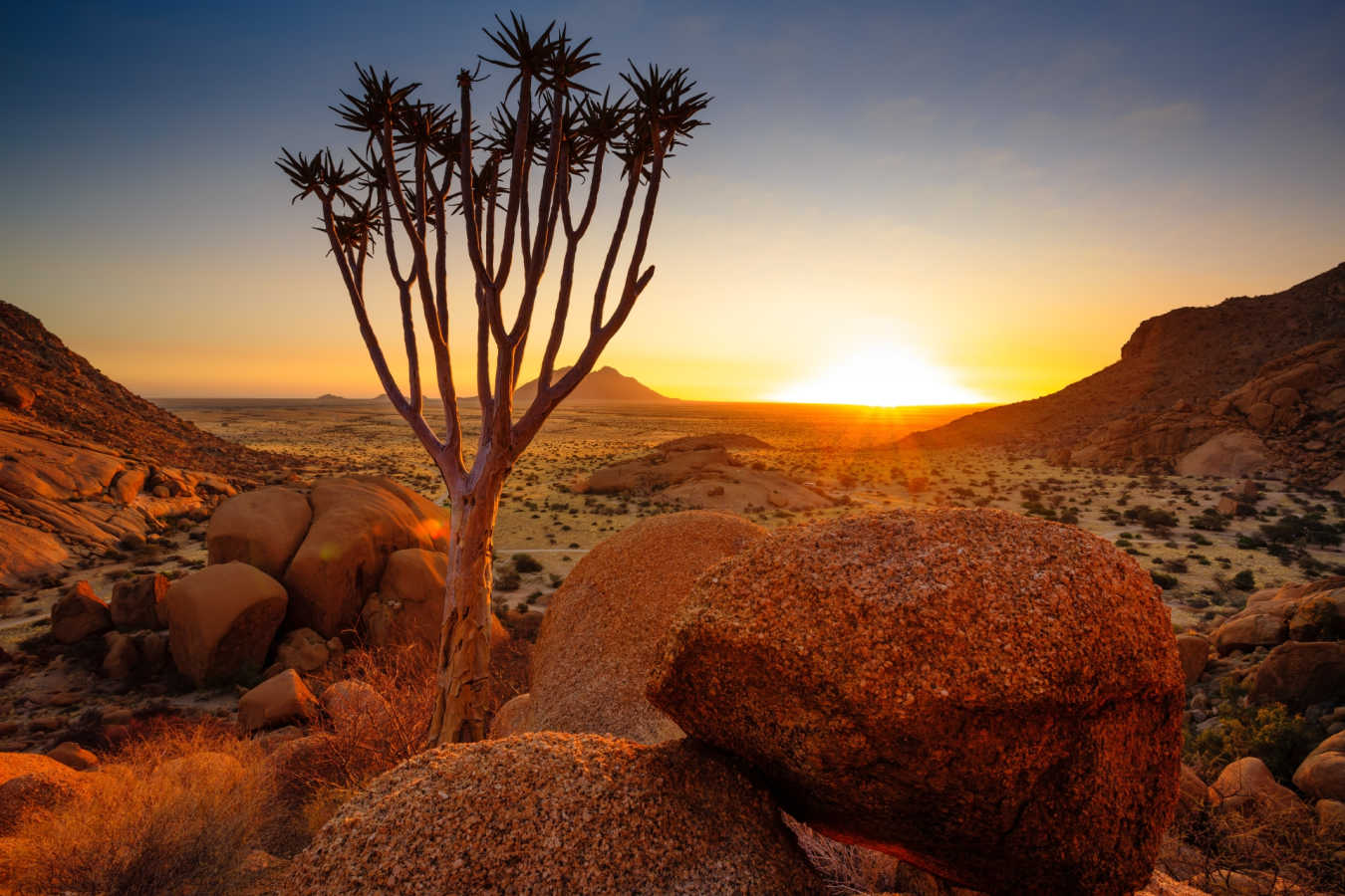 Quiver Tree, Damaraland - Northern Namibia & The Skeleton Coast