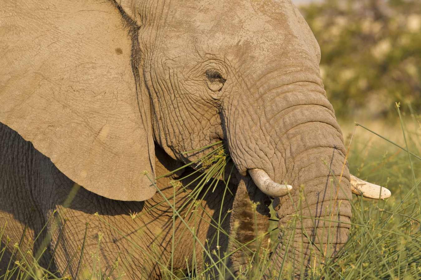 Desert Elephant, Damaraland - Northern Namibia & The Skeleton Coast