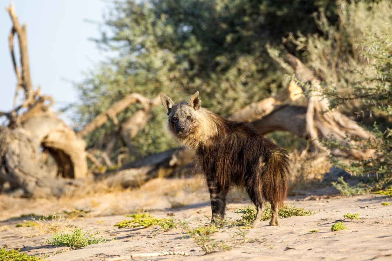 Brown Hyena, Skeleton Coast - Northern Namibia & The Skeleton Coast