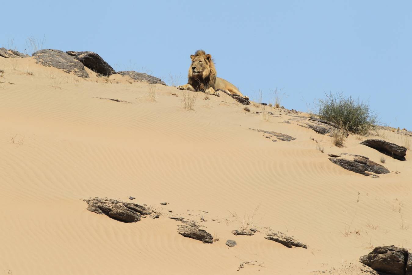 Desert Lion, Skeleton Coast - Northern Namibia & The Skeleton Coast