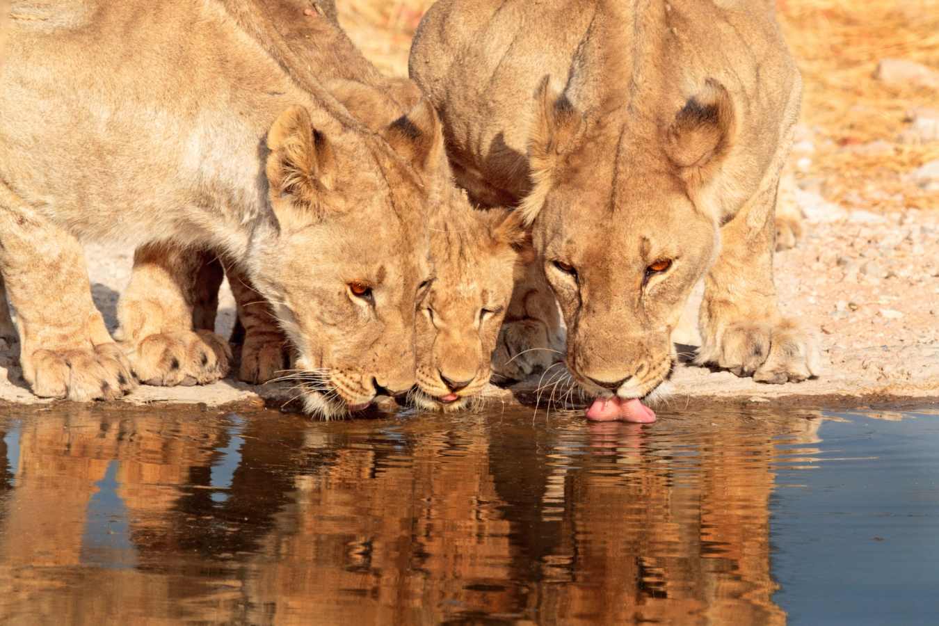 Lion, Ongava Game Reserve - Northern Namibia & The Skeleton Coast