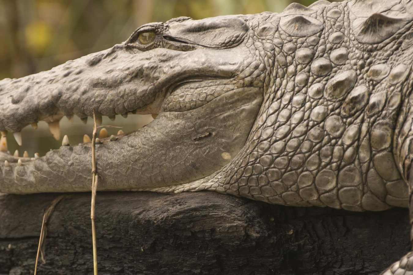 Wildlife - Meghauli Serai