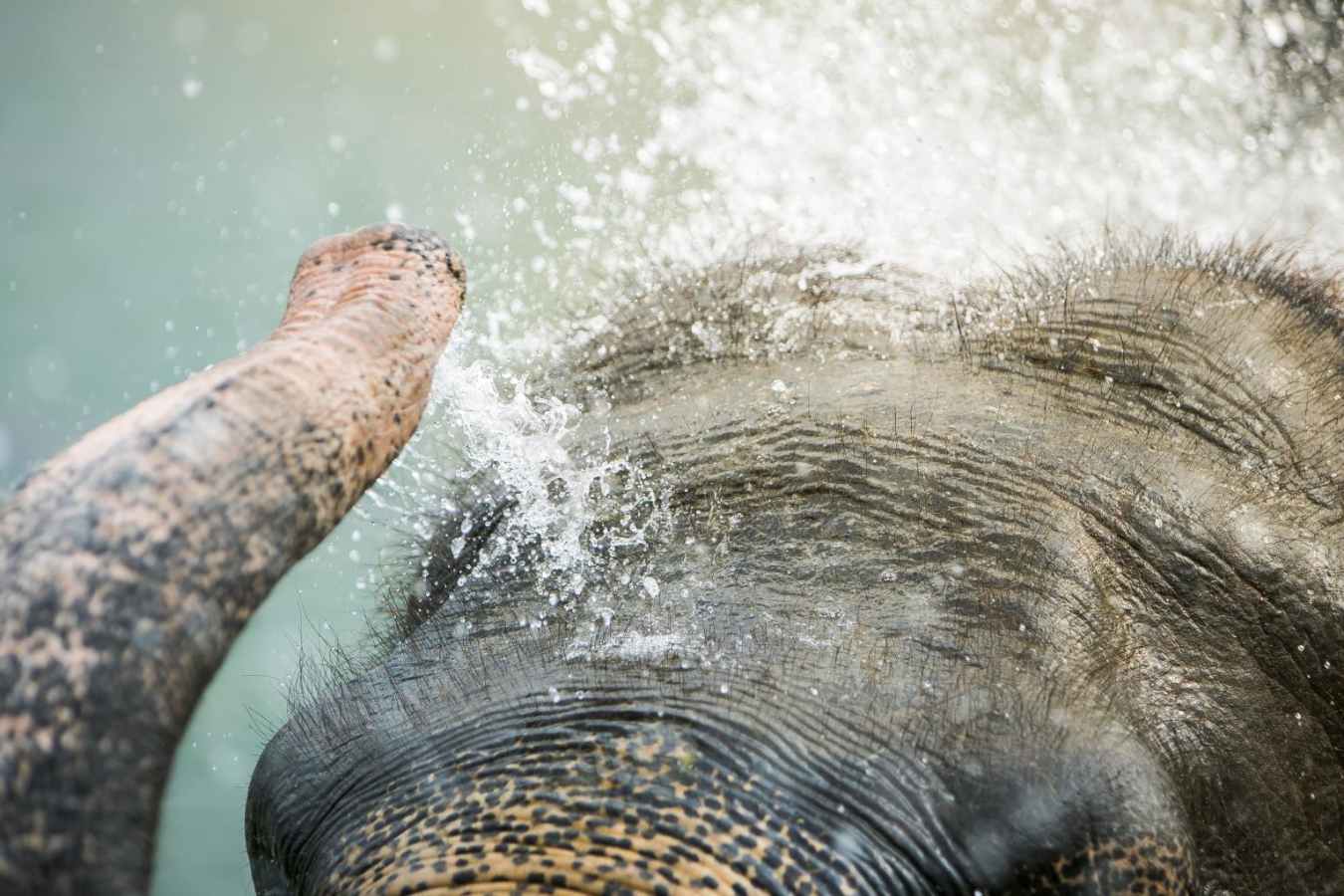 Bathing Elephants - Meghauli Serai