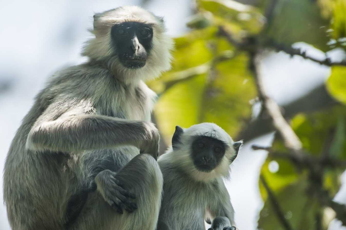 Wildlife - Meghauli Serai