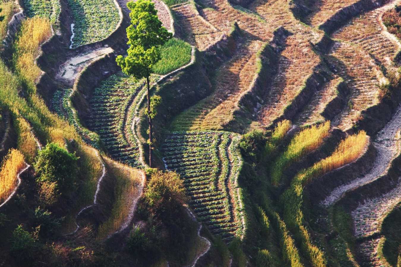 Rice Terrraces in Annapurna  - Nepal Luxury Holidays