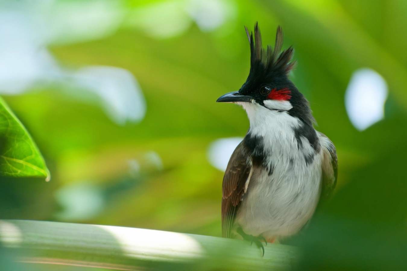Nepal Nature Trail