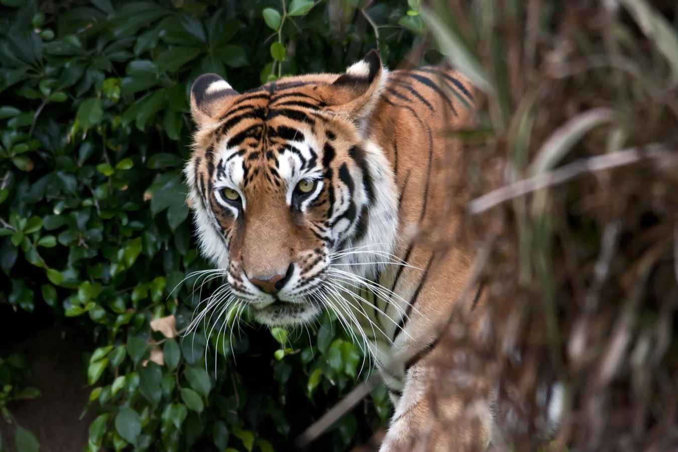 Tiger - Nepal Nature Trail
