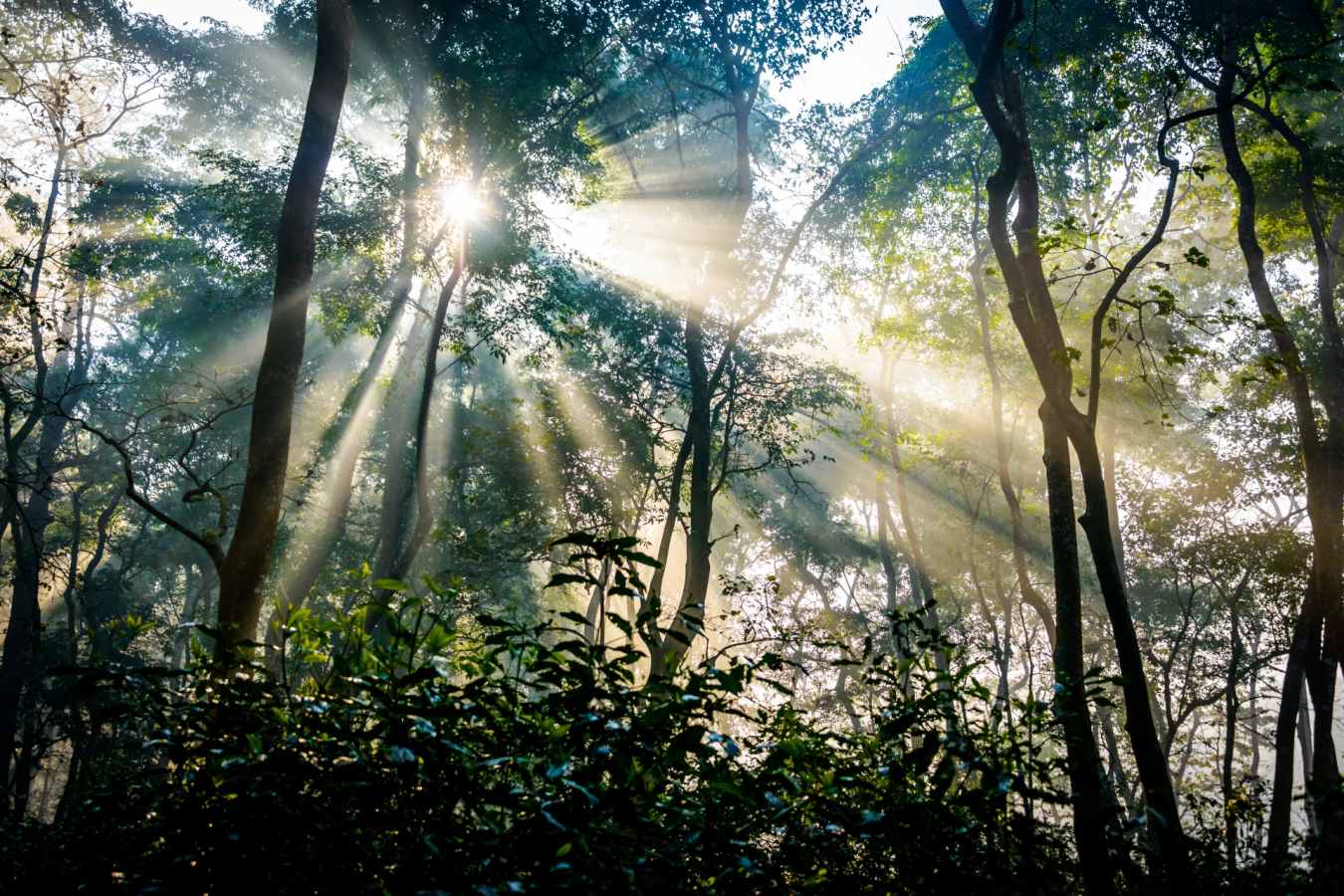 Chitwan Jungle - Wild Nepal