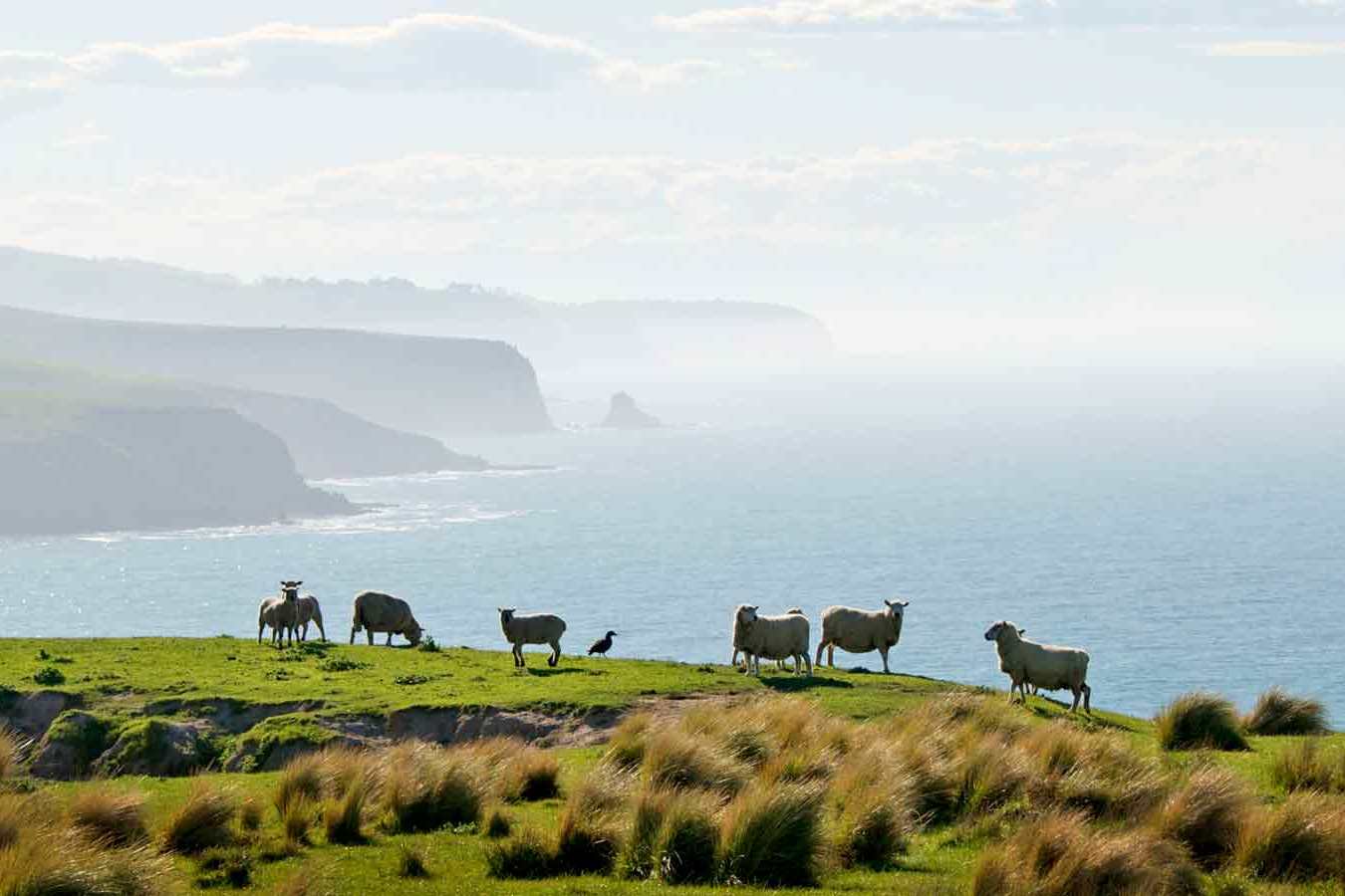 Working farm - Annandale
