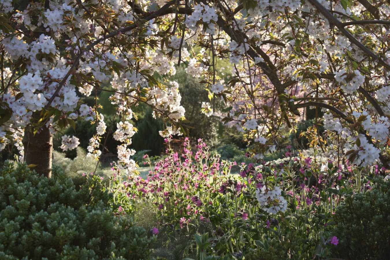 Cherry blossoms in the garden - Edenhouse