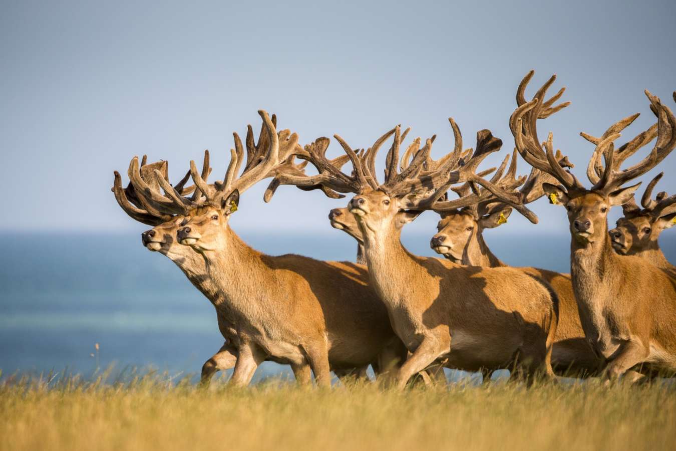Deer - Hapuku Lodge